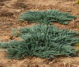 Juniperus horisontalis 'Blue Chip'
