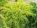 Juniperus media 'Old Gold'