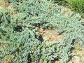 Juniperus squamata ’Blue Carpet’ 