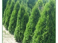 Thuja occidentalis 'Smaragd'