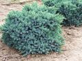 Juniperus squamata ’Blue Star’ 