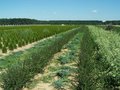 Juniperus cinensis 'Hetzii'