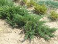 Juniperus sabina 'Cupressifolia'