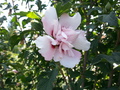 Hibiscus syriacus  