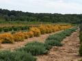 Juniperus horisontalis 'Wiltoni'