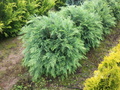 Chamarcyparis lawsoniana 'Silver Globus'