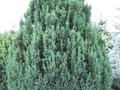 Chamaecyparis lawsoniana 'Ellwoodii'