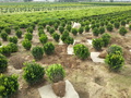 Buxus sempervirens ’Suffruticosa’