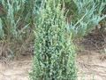 Juniperus communis 'Sentinel'