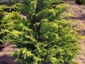 Chamaecyparis lawsoniana 'Stardust'