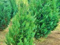 Chamaecyparis lawsoniana 'Columnaris'