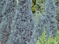 Chamaecyparis lawsoniana 'Blue Surpice'