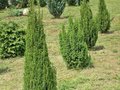 Juniperus communis 'Stricta'