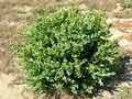 Buxus sempervirens 