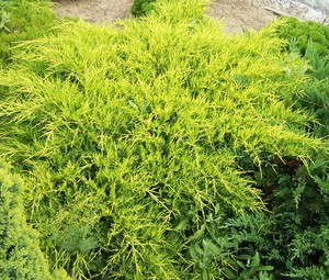 Juniperus media 'Old Gold'