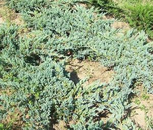 Juniperus squamata ’Blue Carpet’ 