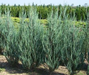 Juniperus scopullorum 'Blue Arrow'