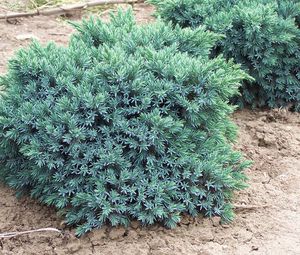 Juniperus squamata ’Blue Star’ 