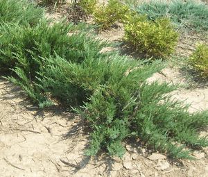 Juniperus sabina 'Cupressifolia'