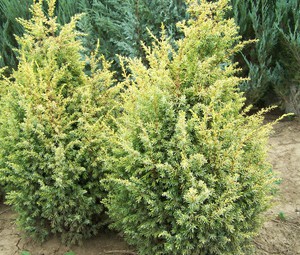 Jubiperus communis 'Gold Cone'