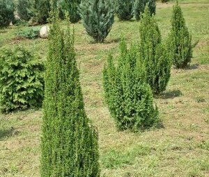 Juniperus communis 'Stricta'